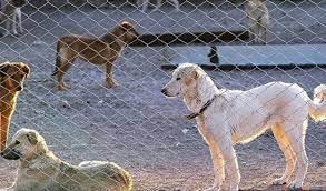 ورود سگ به پارک جنگلی النگدره ممنوع شد