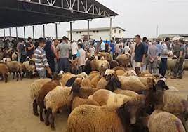 عرضه روزانه گوسفند در میدان دام گنبدکاووس ۸۰ درصد افزایش یافت